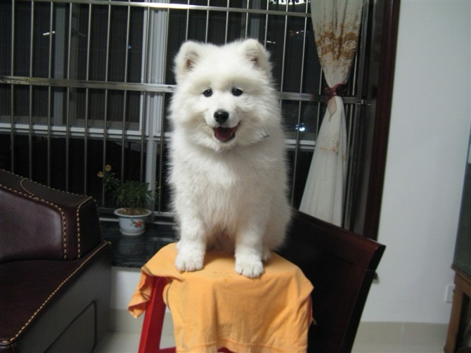 维尼（2010）